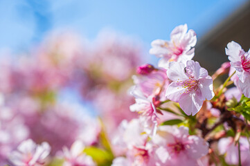 日本の桜