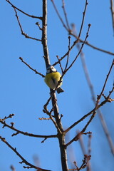 Cyanistes caeruleus, Great Tit on a tree against a blue sky