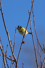 the bird on a branch against the blue sky sings