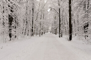 snow covered path in Izmaylovo Forest Park, Moscow	