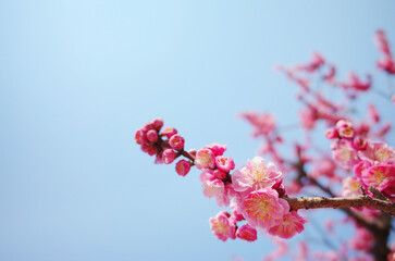 紅梅の花と青空