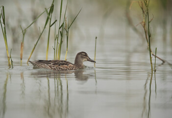 Fototapeta premium Garganey swimming at Bhigwan bird sanctuary, India