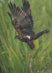 Eurasian Marsh harrier takeoff at Bhigwan bird sanctuary, Maharashtra