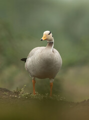 Bar-headed goose on a mound at Bhigwan bird sanctuary, India