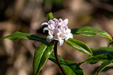 Daphne bholua 'Jacqueline Postill' an evergreen winter and spring flowering plant shrub with a pink springtime flower, stock photo image