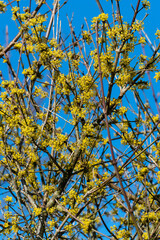 Cornus Mas 'Aurea' a winter spring flowering shrub plant with a yellow springtime flower commonly known as Cornelian cherry, stock photo image