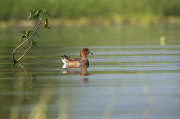 Eurasian wigeon swimming at Bhigwan bird sanctuary, Maharashtra