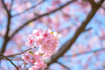 日本の桜