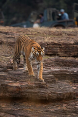 Tourist at the backdrop witnessing a Tigress climbing down the rocks, Ranthambore Tiger Reserve, India