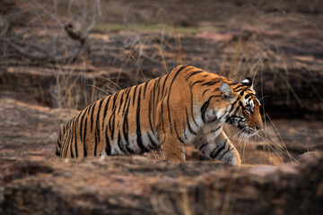 Fototapeta na wymiar A Tigress climbing the rocks at Ranthambore Tiger Reserve, India
