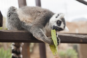 lemur on tree