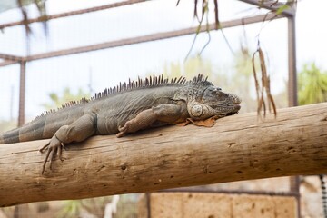 iguana on a branch