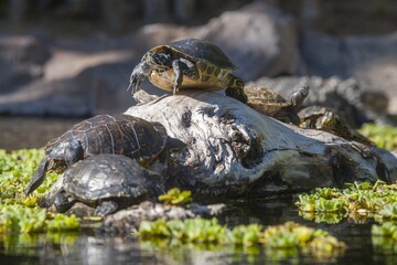 Fototapeta premium turtles bask in the sun
