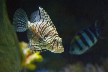 fish swim in the aquarium