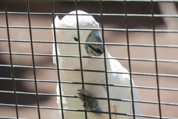 white parrot in a cage