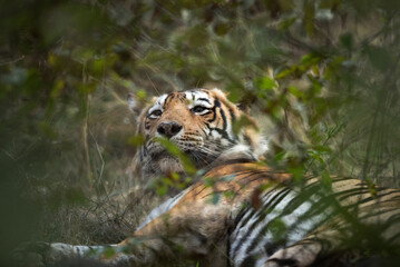 Tiger resting inside bushes, Ranthambore Tiger Reserve