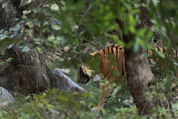 A tiger inside forest of  Ranthambore Tiger Reserve, India