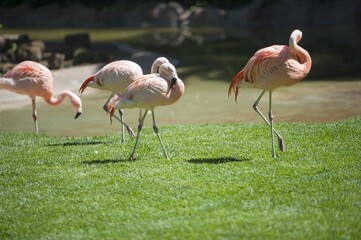 pink flamingo on green grass