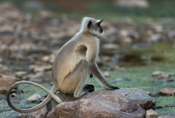 Gray Langur sitting on rock at  Ranthambore National Park, India