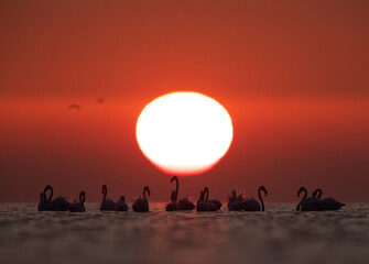 Fototapeta na wymiar Greater Flamingos and beautiful sunrise at Asker coast of Bahrain