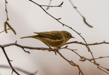 common chiffchaff (Phylloscopus collybita) bird on branch