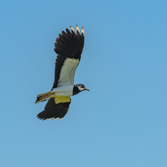 northern lapwing (Vanellus vanellus) bird in flight on blue sky