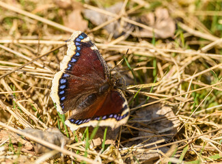mourning cloak butterfly (Nymphalis antiopa) or Camberwell beauty on dry grass