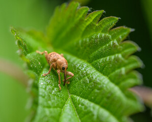 nut weevil (Curculio nucum) in nettle leaf © Petr