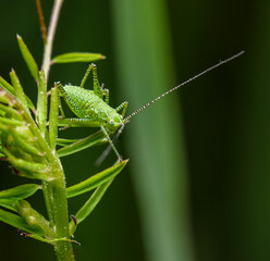 nymph of speckled bush-cricket (Leptophyes punctatissima)