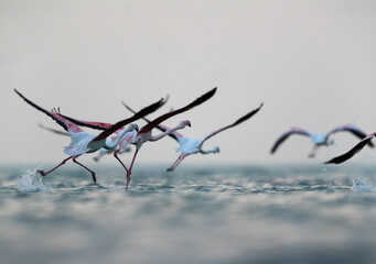 Silhouette of Greater Flamingos takeoff at Asker coast during morning, Bahrain