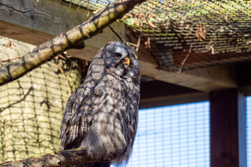 Owl is curiosity