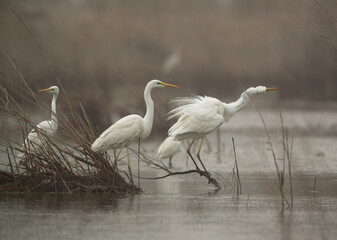 Great Egrets perched on twigs at Asker marsh, Bahrain