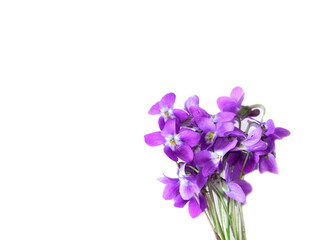 Fototapeta na wymiar Vioet flowers on white background, bouquet of viola in spring