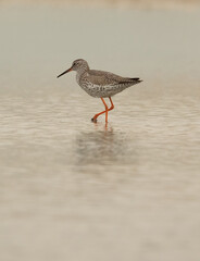 Spotted redshank at Asker marsh, Bahrain