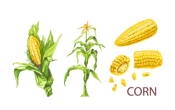corn, set of images of ears of corn, plants, grains, color, cereal plant Drawing corn plant, cob, grains, detailed liner drawing, sketch, packaging design element, labels, menu, isolated vector object