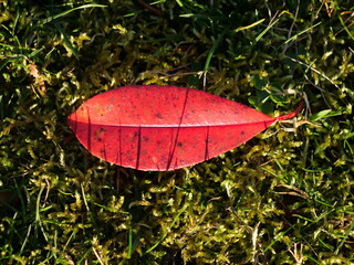 feuille rouge