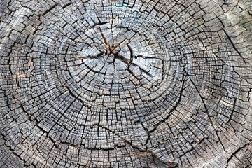Wood texture background. Closeup of an old cut tree trunk with cracks and annual rings.