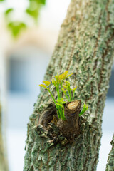 Kidney leaves on a tree with a tree background