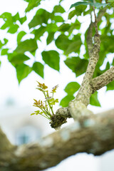 Kidney leaves on a tree with a tree background