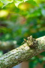 Kidney leaves on a tree with a tree background
