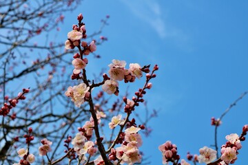いい香りがするピンクの梅の花　春の風景