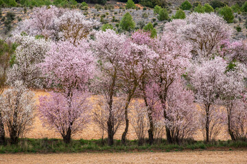 blooming tree in spring, spain