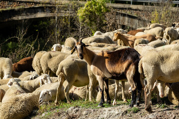rebaño trashumante descansando junto al rio Valira de Castanesa,  municipio de Montanuy,  Ribagorza, provincia de Huesca, Aragón, cordillera de los Pirineos, Spain