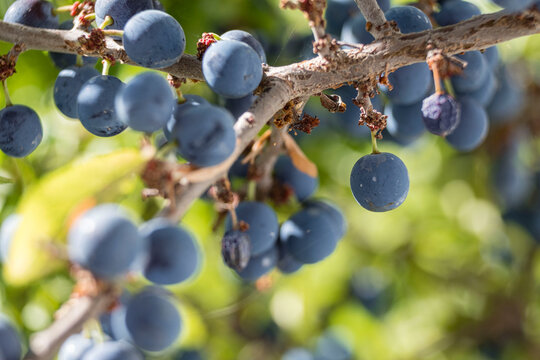 endrino, Prunus spinosa, para fabricacion tradicional de patxaran, Abárzuza, Navarra, Spain, Europe
