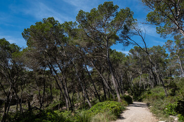 Fototapeta na wymiar Punta De Ses Gatoves route, Mondragó Natural Park, Santanyí municipal area, Mallorca, Balearic Islands, Spain