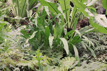 plants in the garden