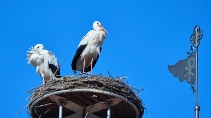 couple of wihite storks, ciconia ciconia, in their nest on a chuch roof in upper Swabia, Baden Wuerttemberg, Germany