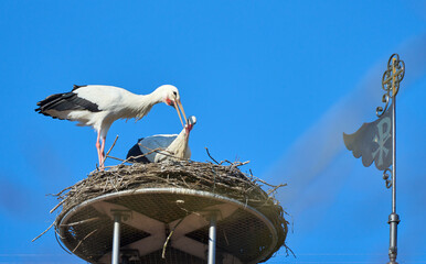 couple of wihite storks, ciconia ciconia, in their nest on a chuch roof in upper Swabia, Baden...