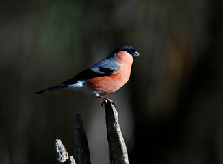 Male bullfinch perched on a branch in the woods