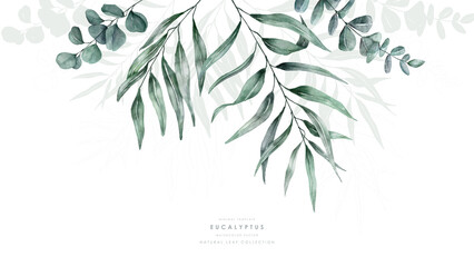 Watercolor eucalyptus background template on top vector design © Falookii